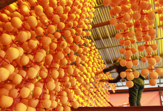 감의 고장인 충북 영동군 영동읍 화신리의 한 곶감 건조장에서 23일 곶감 말리는 작업이 한창이다. 껍질을 얇게 벗겨 가을바람에 말린 감은 한 달 뒤 달고 쫄깃한 곶감이 된다.